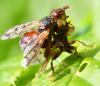 Myopa sp.